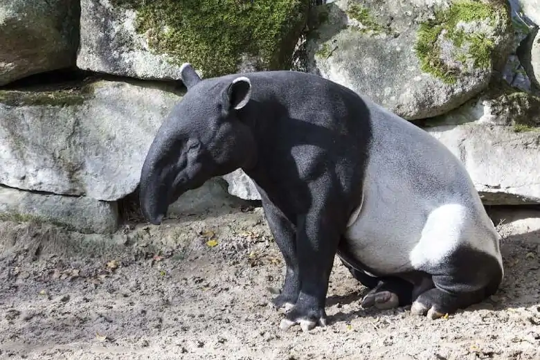 Asian Tapir