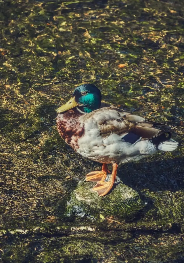 mallard duck on brown and green leaves
