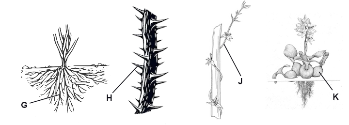 examples of adaptations of plants G, H, J and K