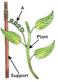 a plant with an adaptive feature labelled A