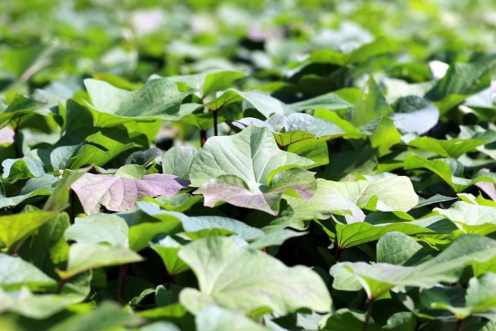 Free Sweet Potato Sweet Potato Stem photo and picture