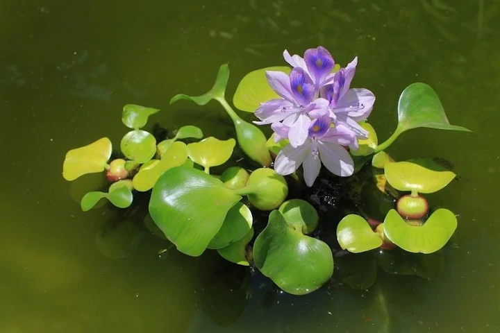 Free Water Hyacinth Plant photo and picture