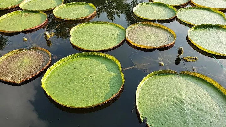 Free Lily Pads Plants photo and picture
