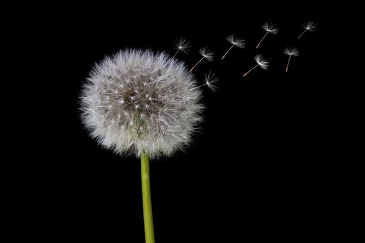 Free Dandelion Seeds photo and picture
