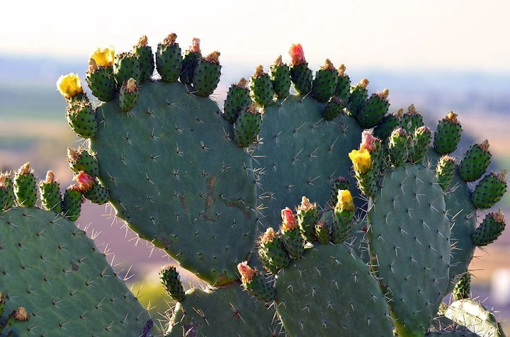 Free Cactus Spine photo and picture