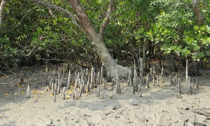 Free Cone Roots Mangroves photo and picture