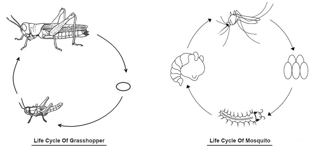 Life cycle of a grasshopper and a mosquito