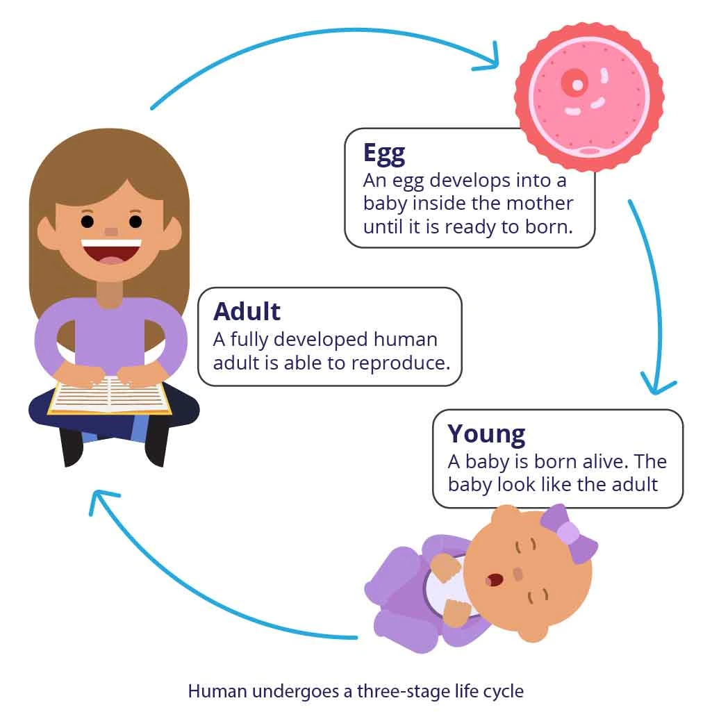 three stage life cycle for a human