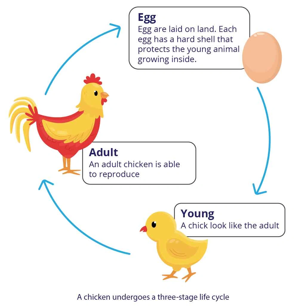 Three stage lifecycle for chicken