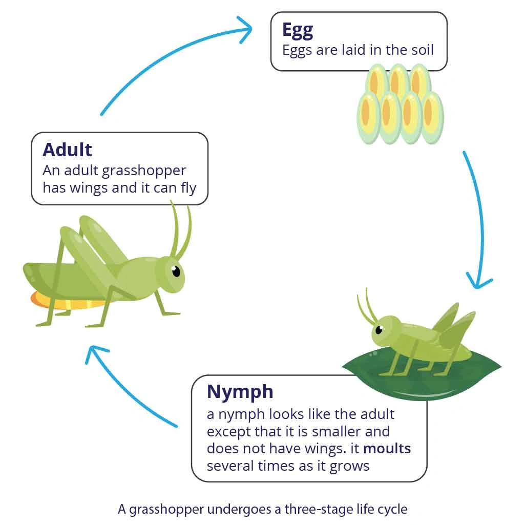 Three stage life cycle of grasshopper