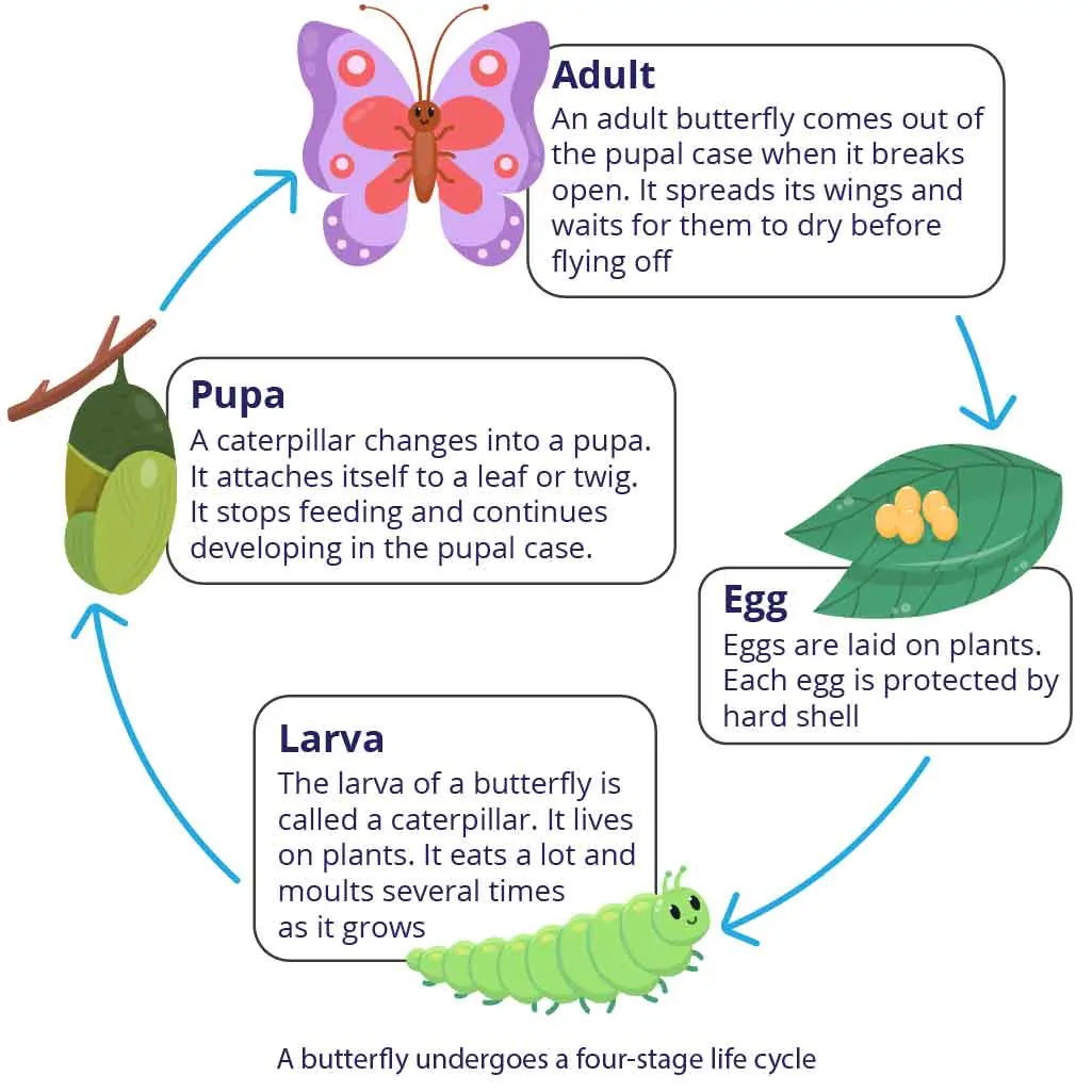 Four stage life cycle of butterfly