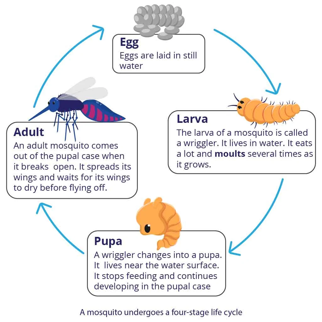 Four stage life cycle of a mosquito