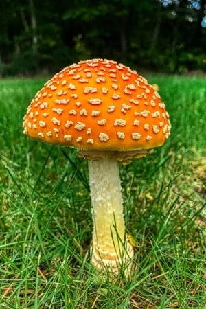 red and white mushroom on green grass field