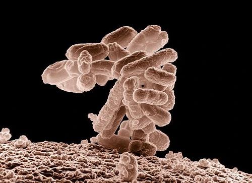 Free photos of Bacteria