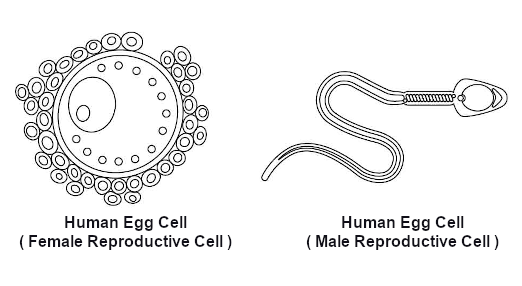 Human egg cell (female reproductive cell) and human sperm cell