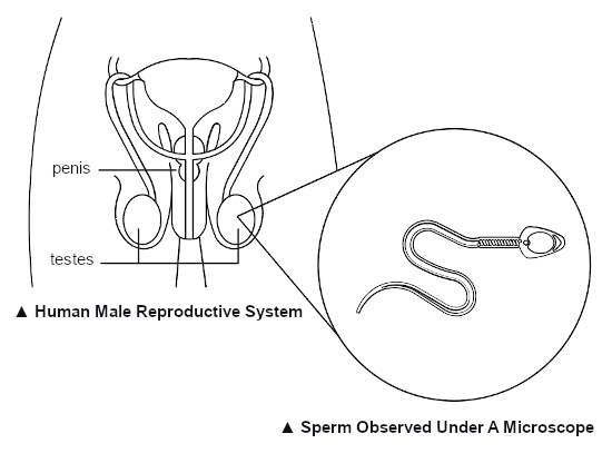 Human male reproductive system