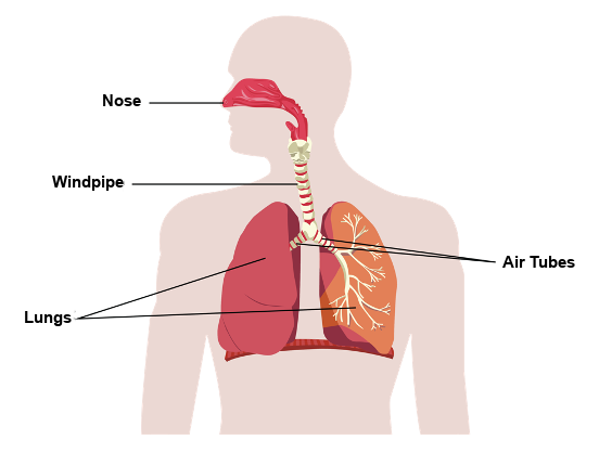 Picture of human respiratory system which consists of the nose, the windpipe and the lungs.