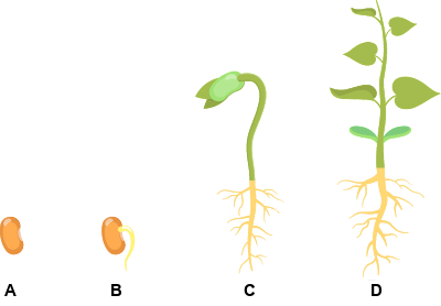 different stages of the growth of a bean seed ​