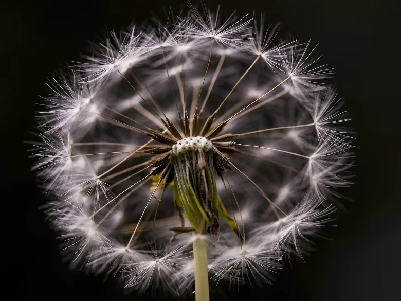 Dispersal Dandelion Seeds With Feathery Structure