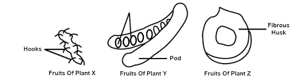 Study Diagram Of Fruits