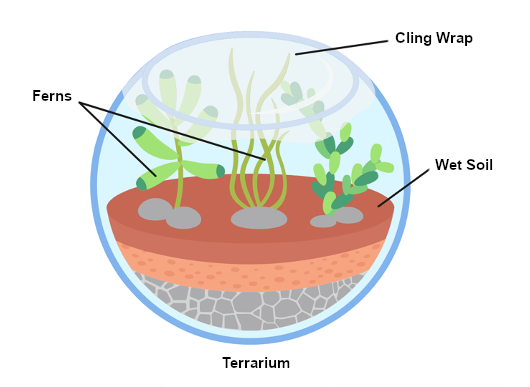 Pictorial View Of a terrarium built by putting some wet soil, rocks and ferns in a glass bowl.