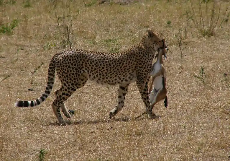 Cheetah Kenya Masai Mara National