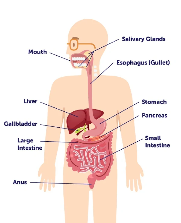 Drawing of digestive system