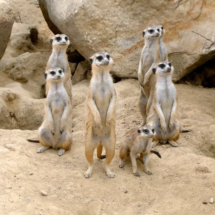 meerkats standing and observing their surroundings vigilantly