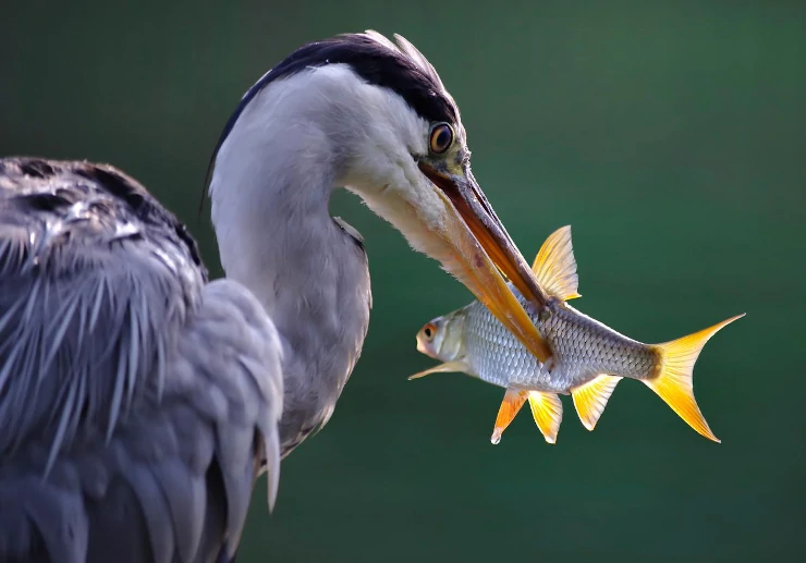 A Grey Heron Feeding On Fish