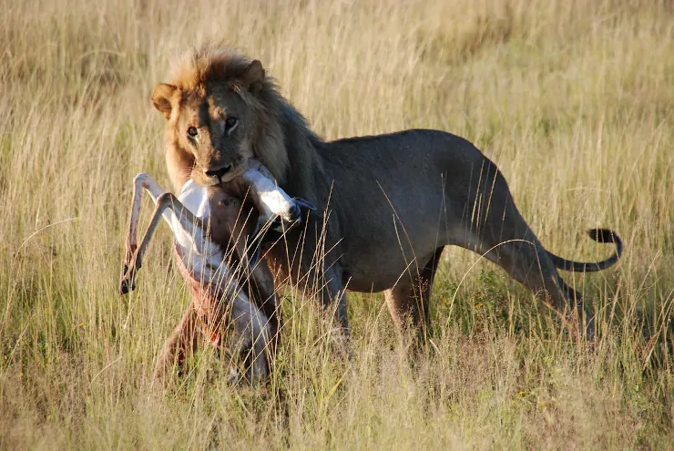 A Lion Feeding On Antelope
