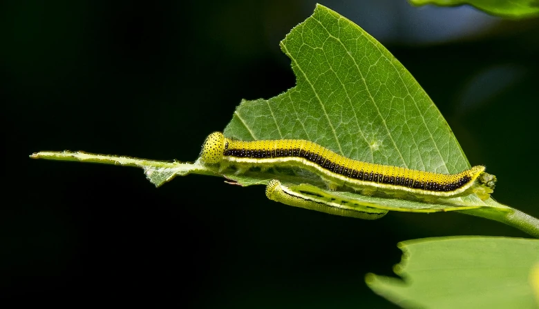caterpillar feeding on a piece of leaf