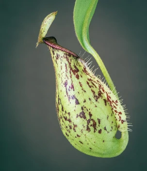 Pitcher-Plant Carnivorous Flora