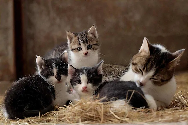 Cat Family Kitten Cuddle