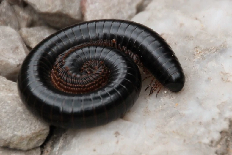 A millipede curls up when being touched to protect itself from predators.