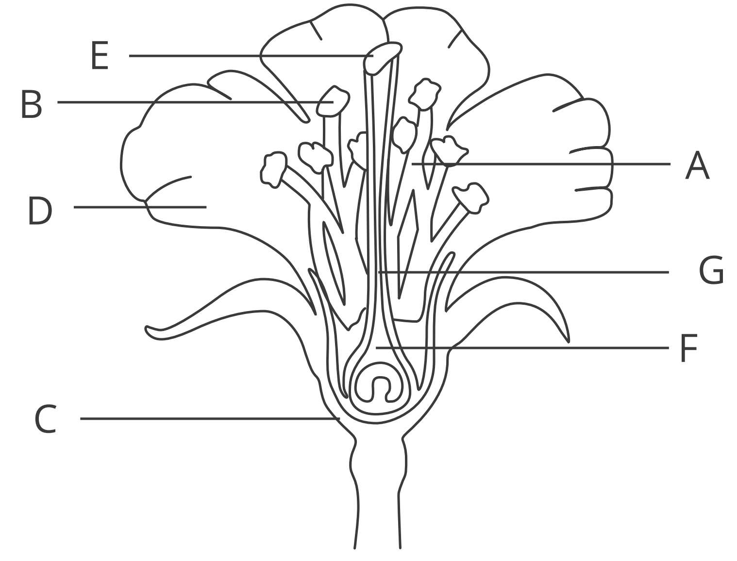 Identify reproductive parts of a flower