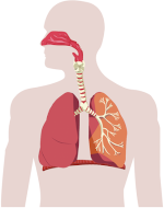 Pictorial view of human respiratory system