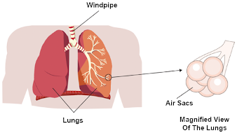 Pictorial view shows parts of the human respiratory system.