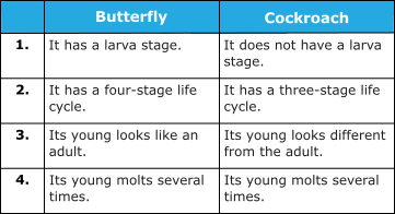 Darrius compared the life cycles of a butterfly and a cockroach