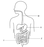 Digestive System: Understanding Human Digestive System & How It Works ...