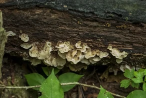 photos of Fungus