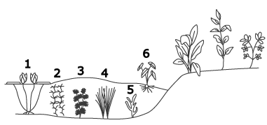number of Aquatic plants in a cross section of a pond