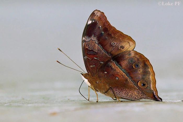 Autumn Leaf Butterfly (Doleschallia bisaltide)