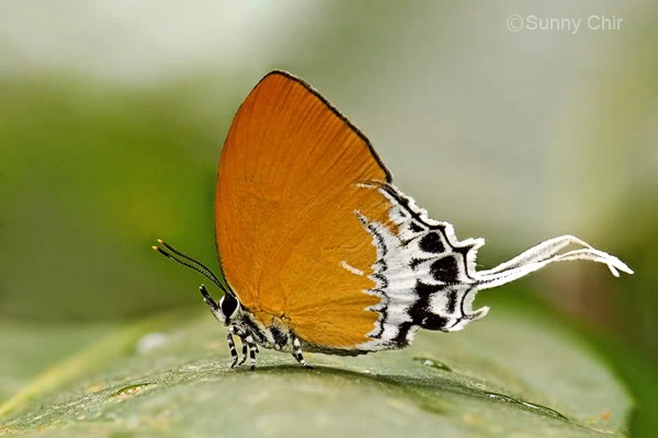 Branded Imperial Butterfly (Eooxylides tharis)