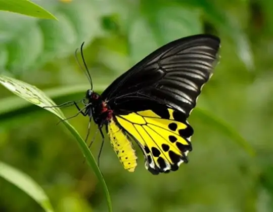 Common Birdwing Butterfly (Troides helena)