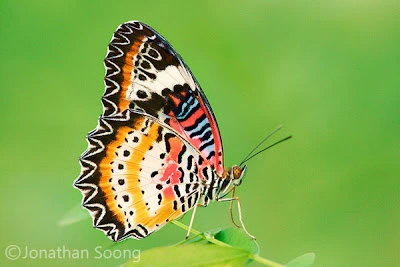 Leopard Lacewing Butterfly (Cethosia cyane)