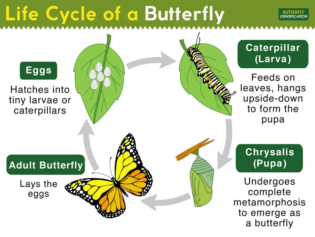 Butterfly Life Cycle (4 Stages Explained)