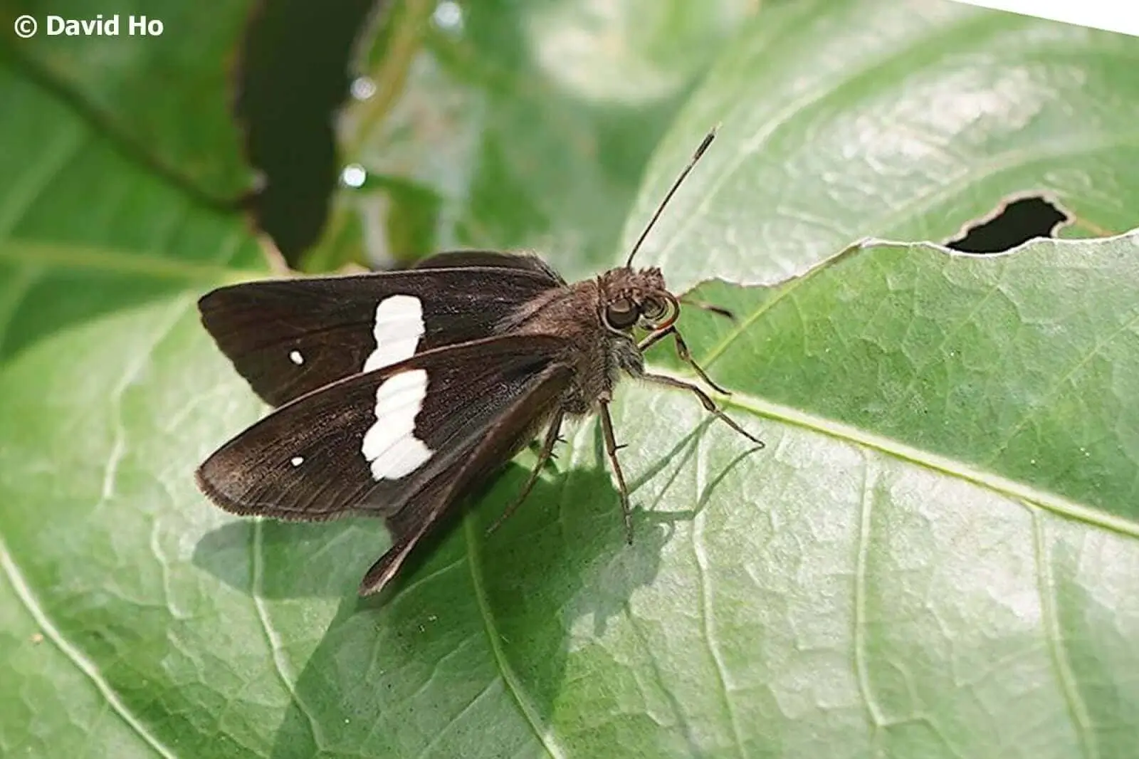 Banded Demon Butterfly (Notocrypta paralysos)