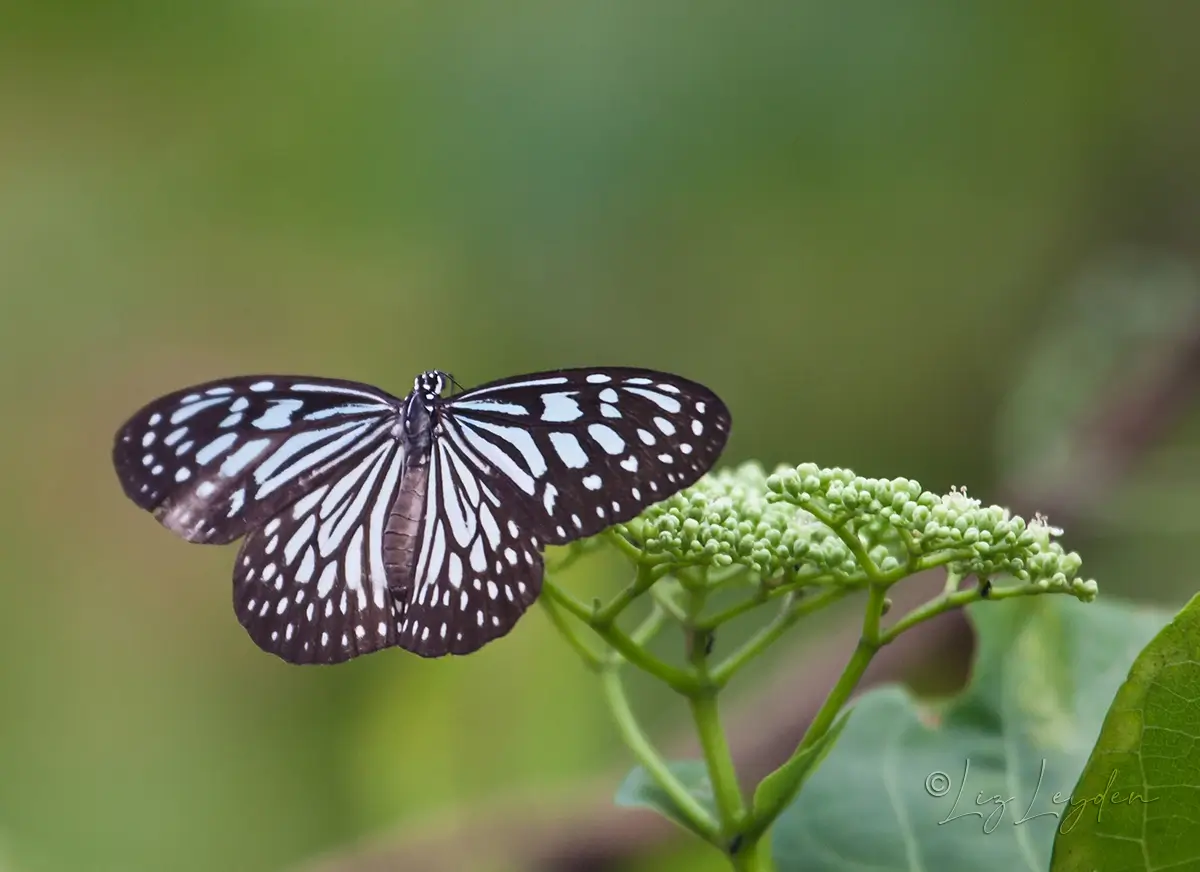 Blue Glassy Tiger Butterfly (Ideopsis vulgaris)