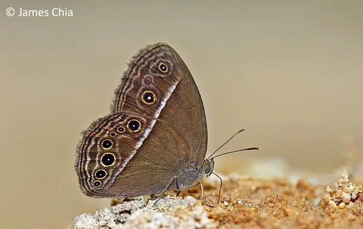 Bush Browns Butterfly (Mycalesis spp.)