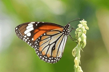 Common Tiger Butterfly (Danaus genutia)